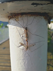 Nephrotoma flavipalpis