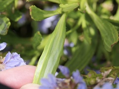 Scaevola globulifera