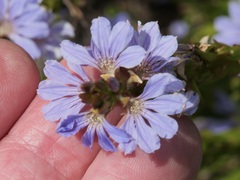 Scaevola globulifera