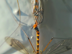 Nephrotoma flavipalpis