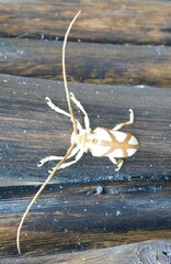 Prosopocera lactator