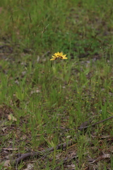 Ixia fuscocitrina