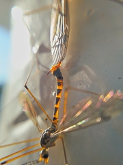 Nephrotoma flavipalpis