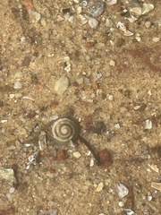 Bembicium auratum