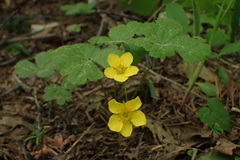 Waldsteinia ternata