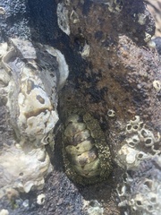 Acanthopleura gemmata