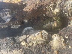 Acanthopleura gemmata