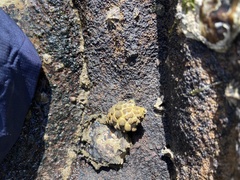 Tenguella marginalba