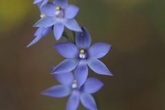Thelymitra × truncata