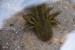 Ambystoma mavortium