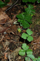 Waldsteinia ternata