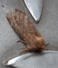 Ptilophora plumigera