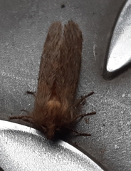 Ptilophora plumigera