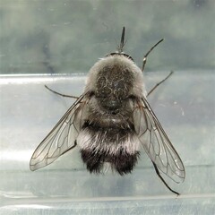 Meomyia vetusta