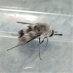 Meomyia vetusta