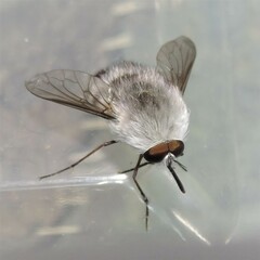 Meomyia vetusta