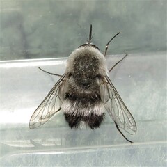 Meomyia vetusta