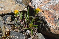 Solidago compacta