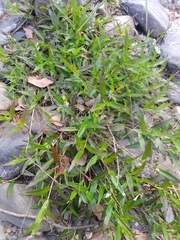 Persicaria decipiens
