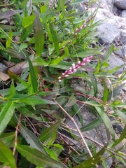 Persicaria decipiens