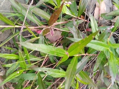 Persicaria decipiens