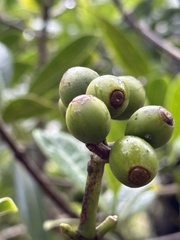 Psychotria mariniana