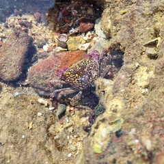 Metopograpsus frontalis
