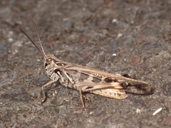 Oedaleus abruptus