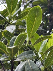 Psychotria mariniana