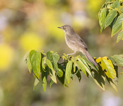 Acrocephalus newtoni