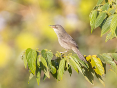 Acrocephalus newtoni