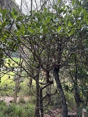 Psychotria mariniana