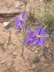Thysanotus baueri