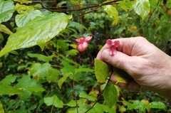 Euonymus occidentalis