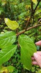 Euonymus occidentalis