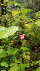 Euonymus occidentalis