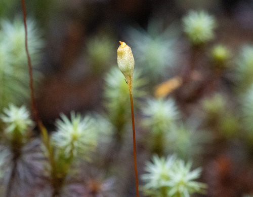 Polytrichum subpilosum image