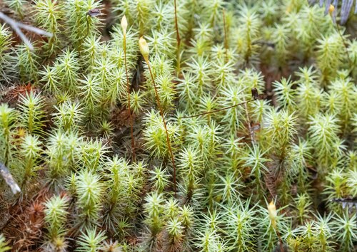 Polytrichum subpilosum image