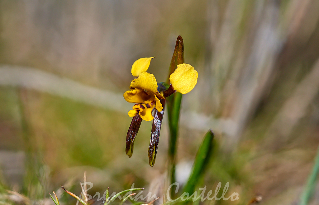 Diuris palustris
