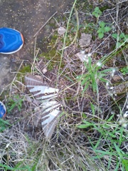 Protographium leosthenes