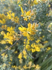 Genista stenopetala