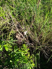 Protographium leosthenes