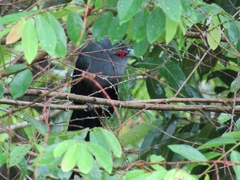 Phaenicophaeus sumatranus