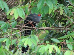 Phaenicophaeus sumatranus