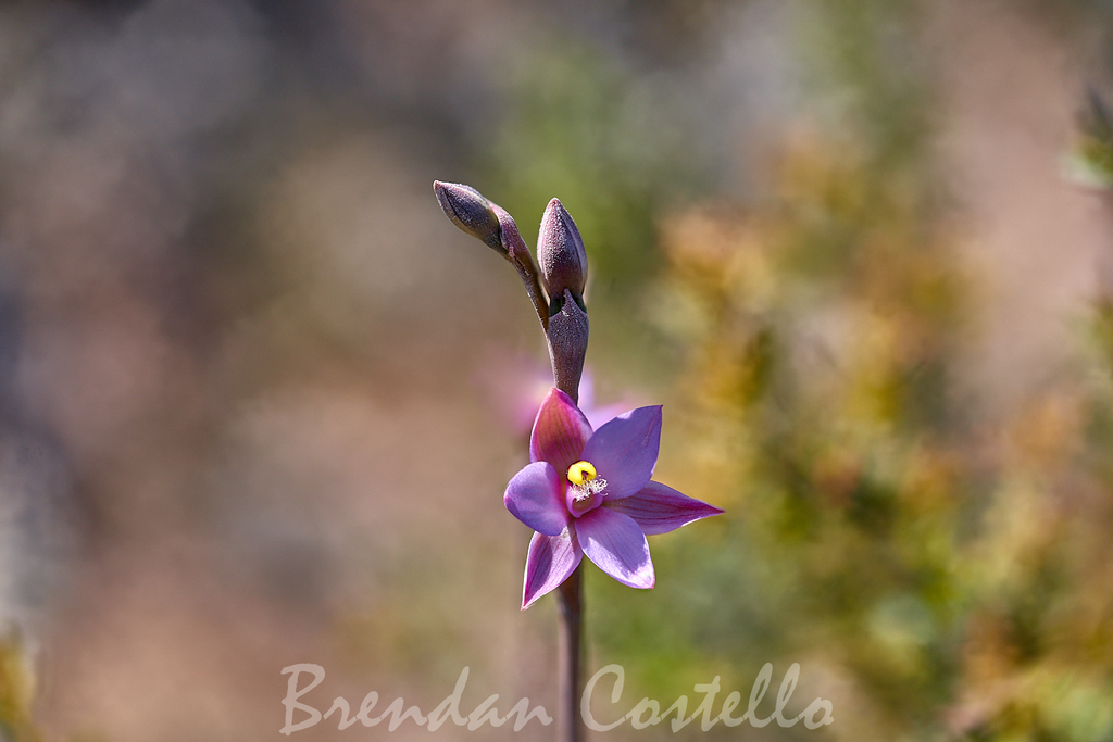 Thelymitra holmesii