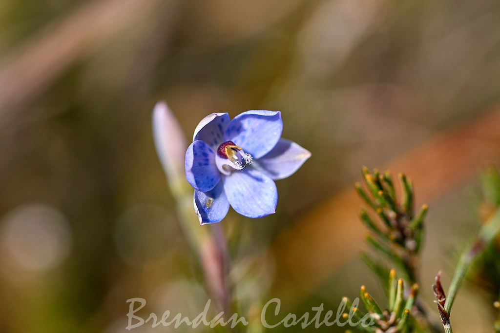 Thelymitra sparsa