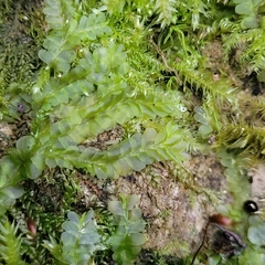 Chiloscyphus pallescens