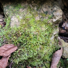 Chiloscyphus pallescens