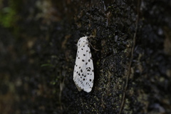 Juxtarctia multiguttata