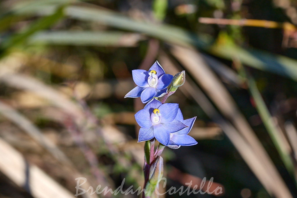 Thelymitra arenaria